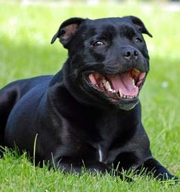 how much should a staffordshire bull terrier weight