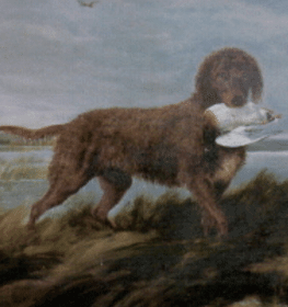 Tweed Water Spaniel dog profile picture