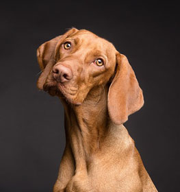 are hungarian vizslas aggressive