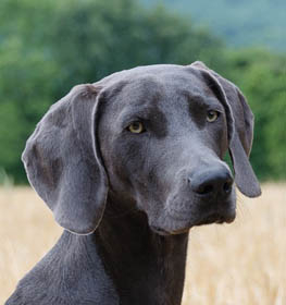Weimari vizsla kutya profilkép