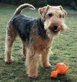 Welsh terrier kutya profilkép