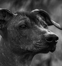 Xoloitzcuintli dog profile picture