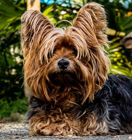Yorkshire Terrier kutya profilkép