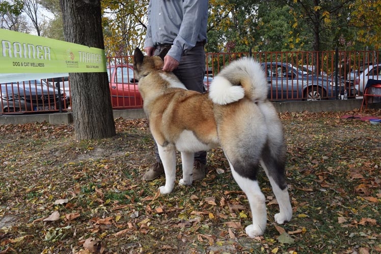 Akita Dog Breed Information Pictures Facts