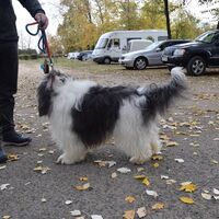 Bearded Collie Dog After The Dog Show