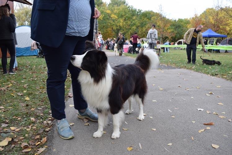 Border Collie Information & Dog Breed Facts