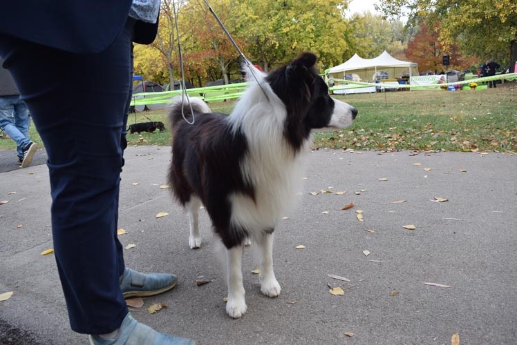 what is the ideal weight for a female border collie