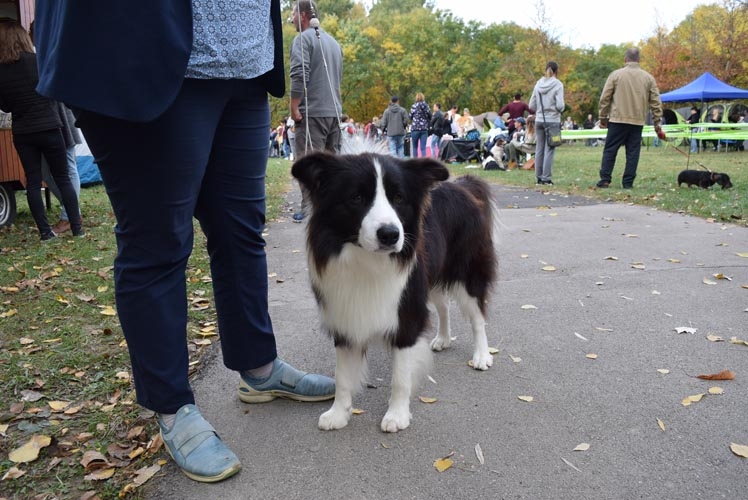 big border collie