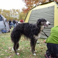 Borzoi Information & Dog Breed Facts | Dogell.com
