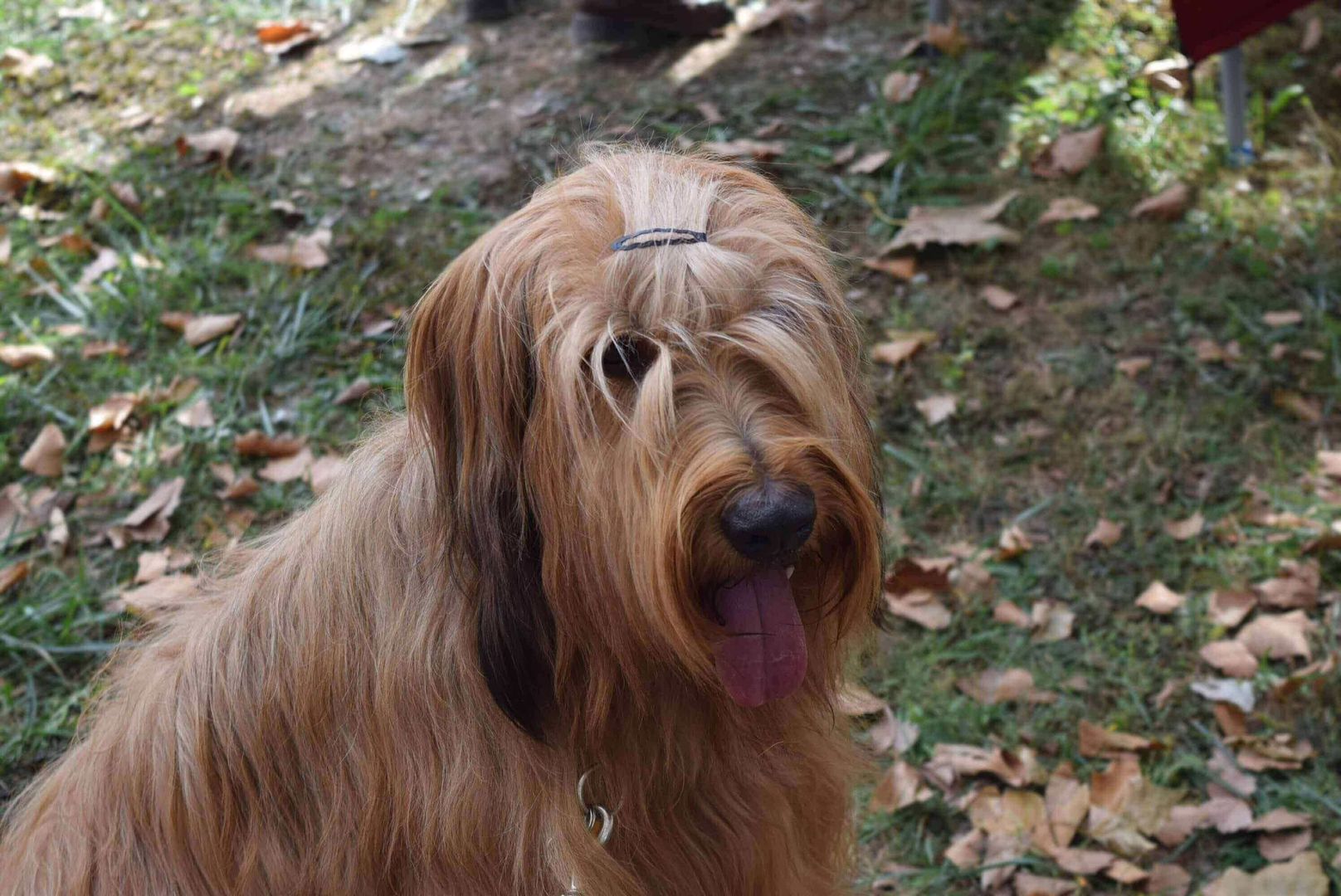 Briard dog with tongue out