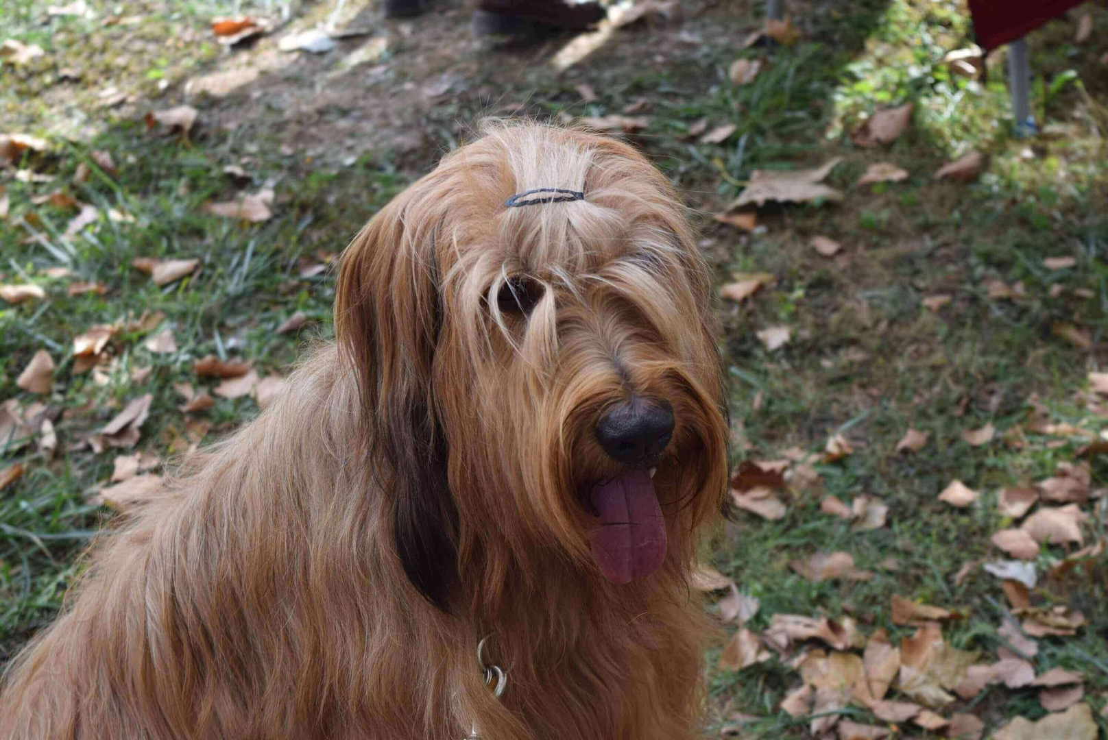 the briard