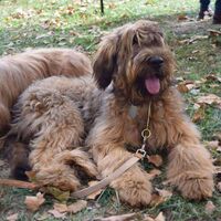 Cute Obedient And Protective Briard Dogs
