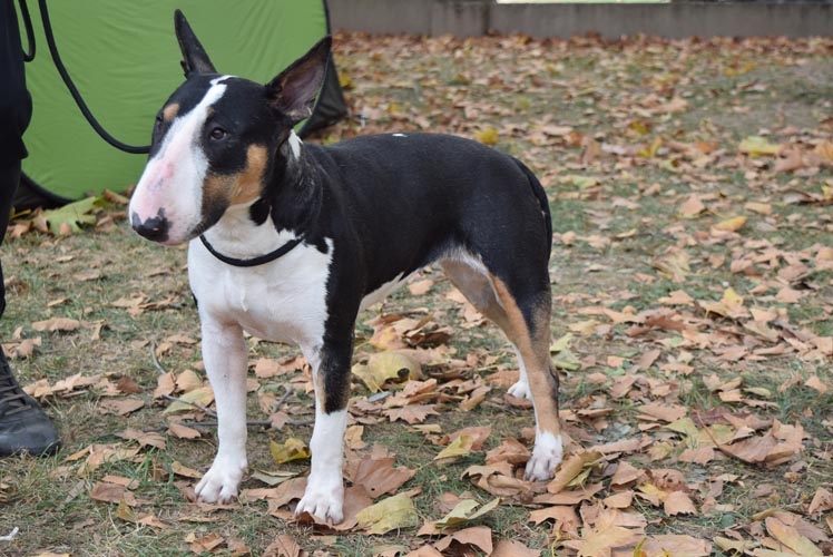 double coated bull terrier