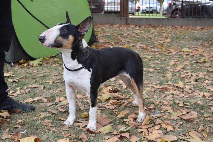 how to train your english bull terrier puppy