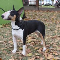 Bull Terrier Dog Breed Competition