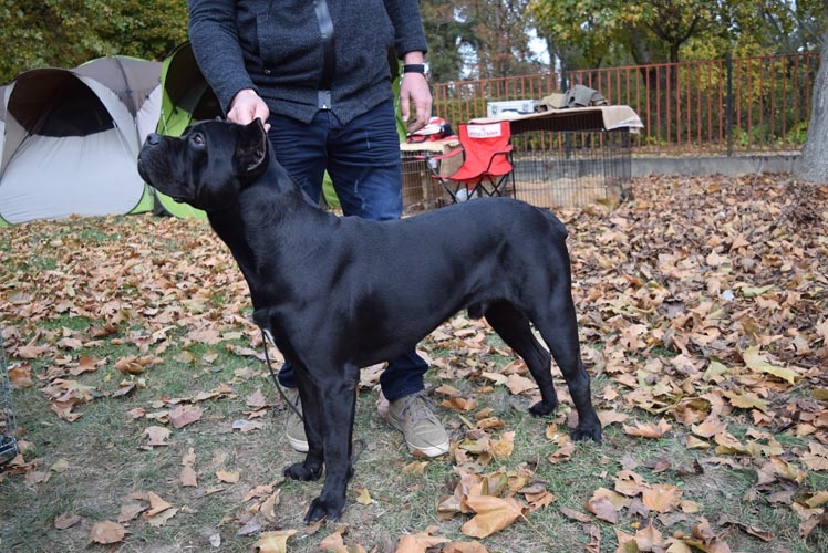 how much should a 9 month old cane corso weigh