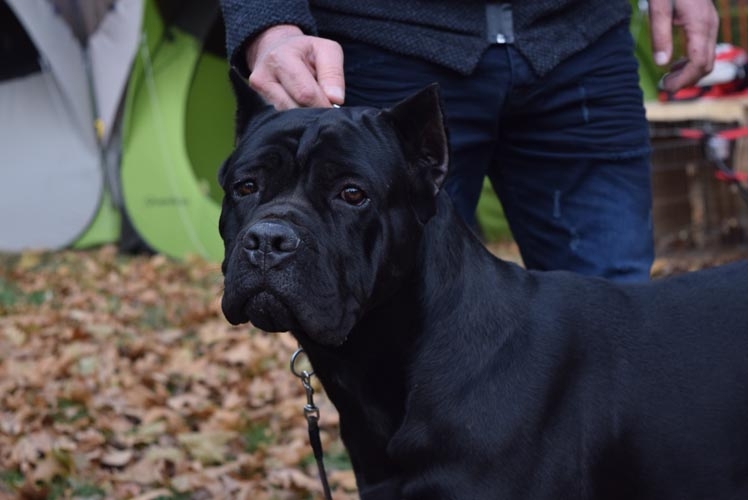 is a cane corso bigger than a mastiff