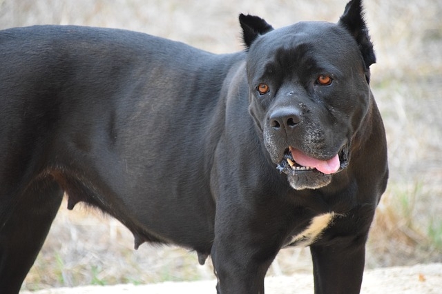 how big does a female cane corso get