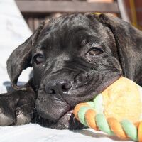 Cane Corso Puppy Playing