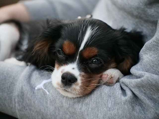 Cavalier King Charles Spaniel Information Dog Breed Facts
