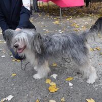 Chinese Crested Autumn