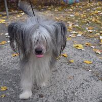 Chinese Crested Dog Show