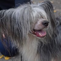Chinese Crested Profile