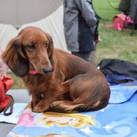 Dachshund Long Haired Dog Breed