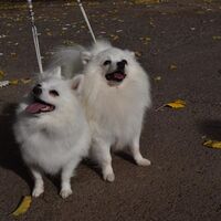 German Spitz Dogs After The Dog Competition
