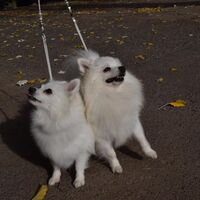 German Spitz Dogs After The Dog Show