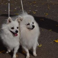 Two Beautiful Companion German Spitz Dog
