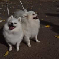 White German Spitz Dogs After The Dog Show