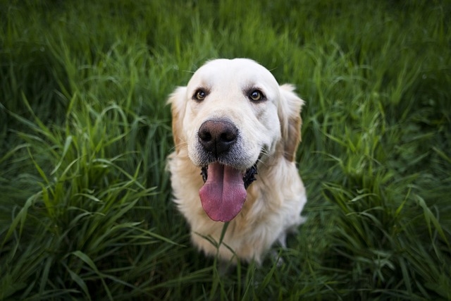 Golden Retriever Information & Dog Breed Facts | Dogell.com