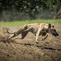 Hungarian Greyhound Running