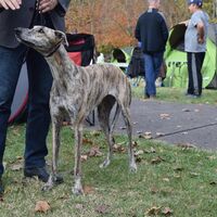 Hungarian Greyhound Standing