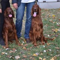 Cute And Happy Irish Red Setters