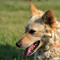 Fawn Hungarian Mudi Dog Profile