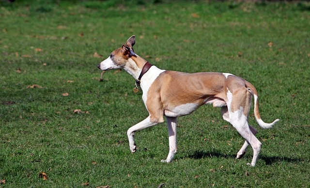 hunting whippets for sale