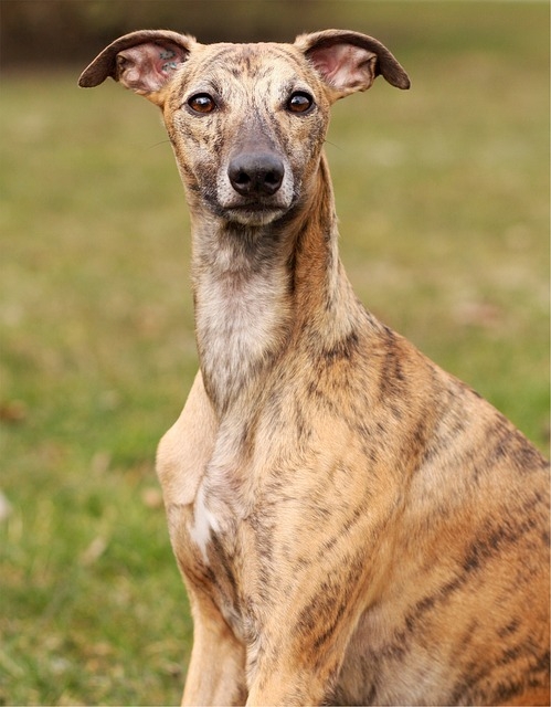 Whippet Information & Dog Breed Facts | Dogell.com