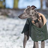 Whippet In A Dog Coat In Winter