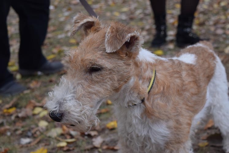 small wire haired terrier