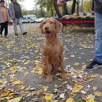 Brown Hungarian Wirehaired Vizsla Dog Show