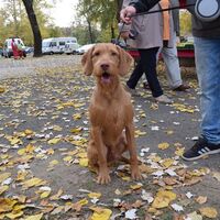 Hungarian Wirehaired Vizsla Dog Profile Picture